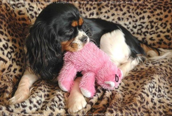 Photo de Cavalier king charles spaniel