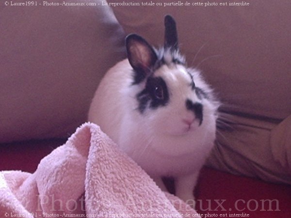 Photo de Lapin