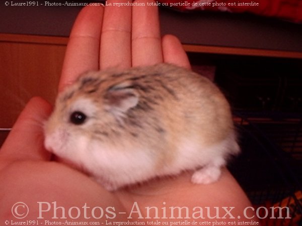 Photo de Hamster