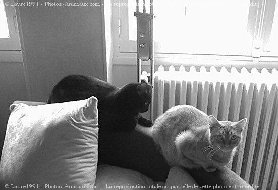 Photo de Chat domestique