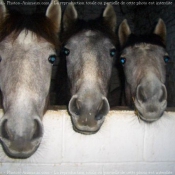 Photo de Camargue