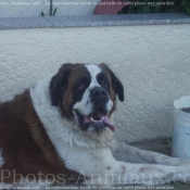 Photo de Saint-bernard poil long