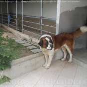 Photo de Saint-bernard poil long