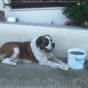 Photo de Saint-bernard poil long