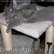 Photo de Chartreux