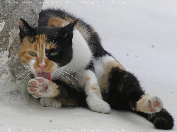 Photo de Chat domestique