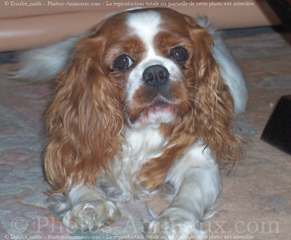 Photo de Cavalier king charles spaniel