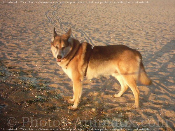 Photo de Croisement