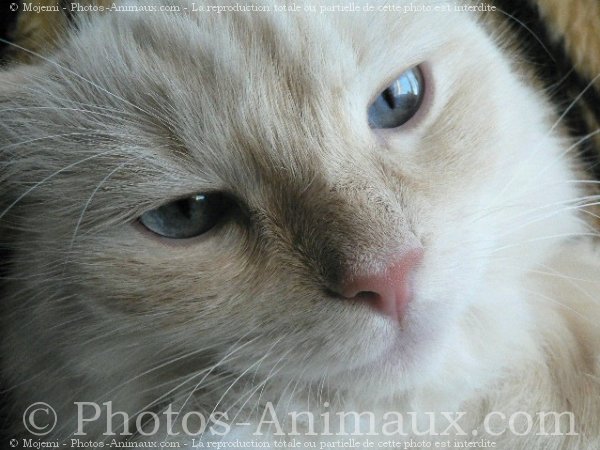 Photo de Ragdoll