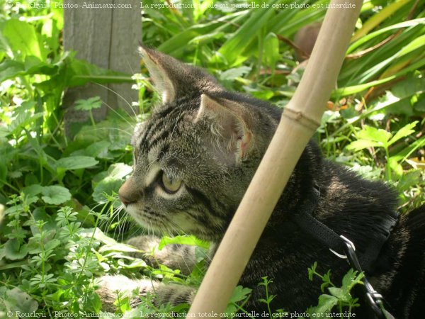 Photo de Chat domestique