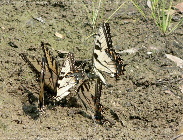 Photo de Papillon