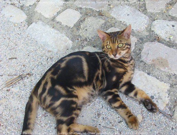 Photo de Bengal