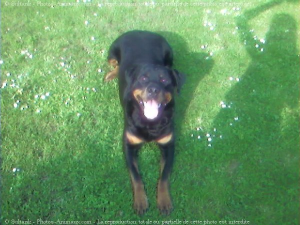 Photo de Rottweiler