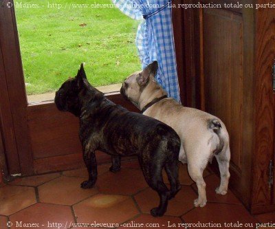 Photo de Bouledogue franais