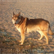 Photo de Croisement