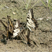 Photo de Papillon