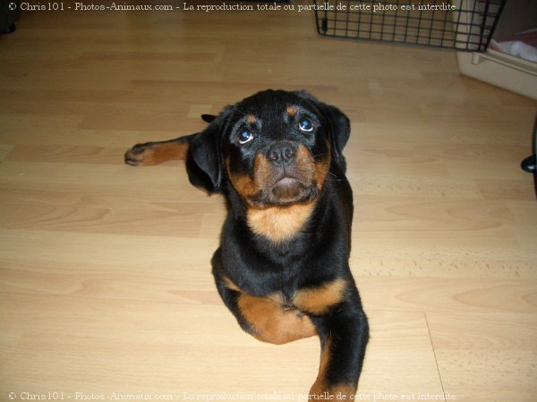 Photo de Rottweiler