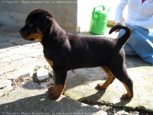 Photo de Rottweiler