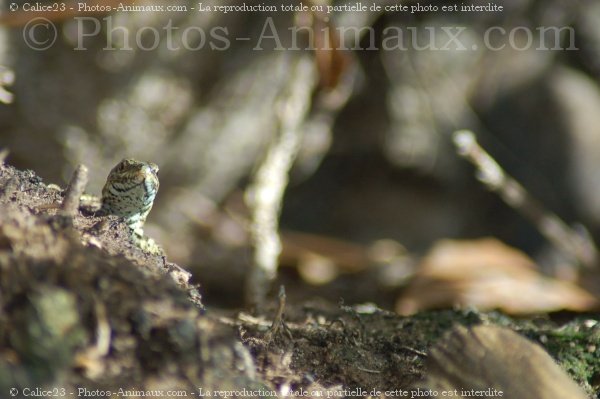 Photo de Lezard