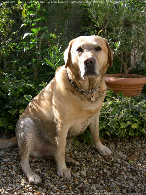 Photo de Labrador retriever