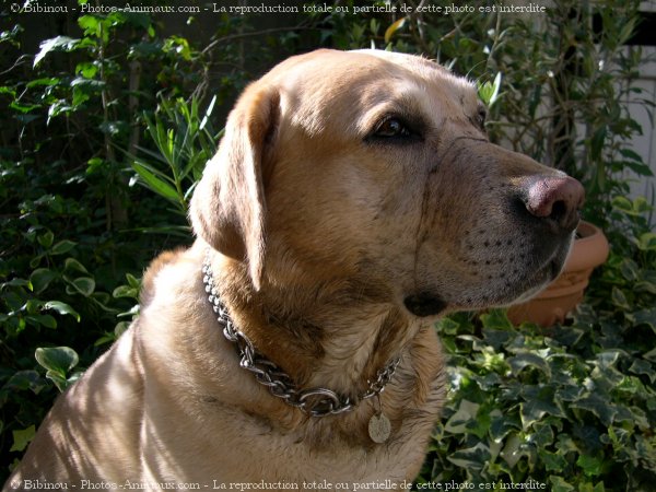 Photo de Labrador retriever