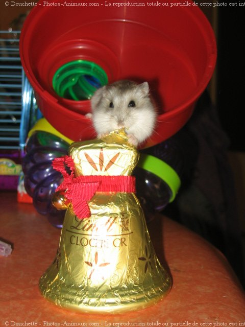 Photo de Hamster