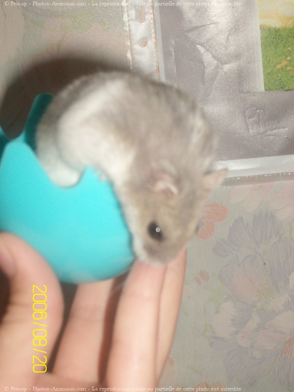 Photo de Hamster