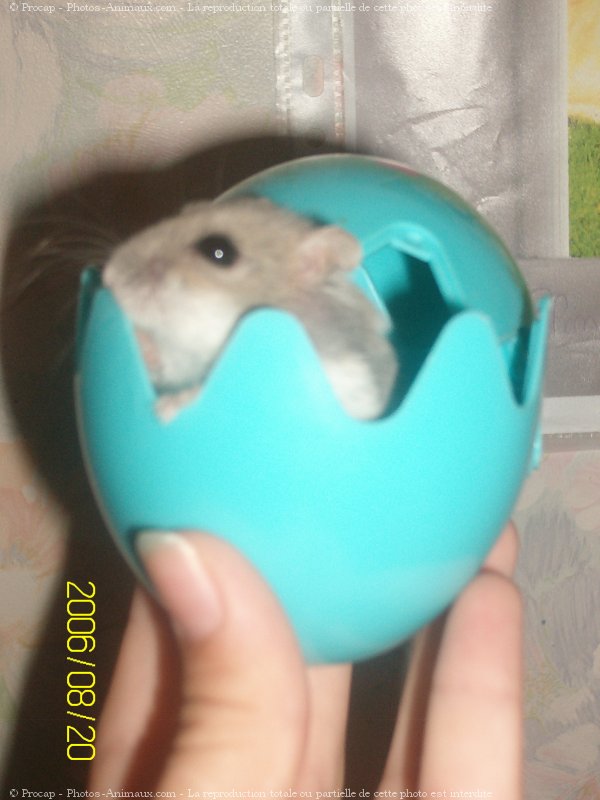 Photo de Hamster