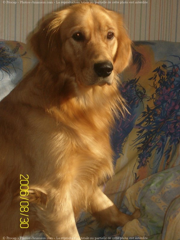 Photo de Golden retriever