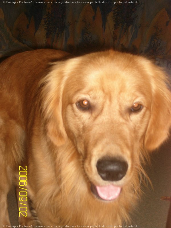 Photo de Golden retriever