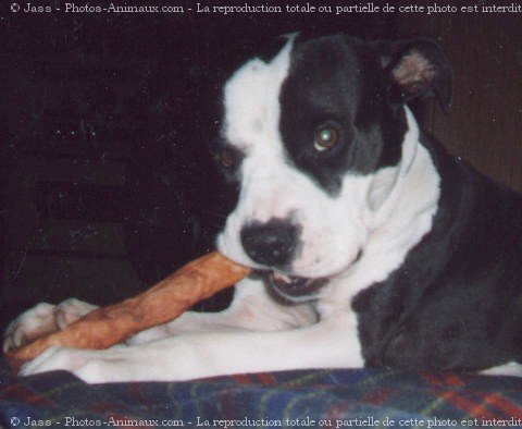 Photo d'American staffordshire terrier