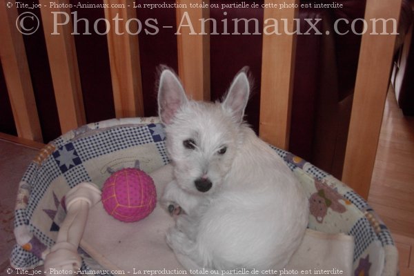 Photo de West highland white terrier