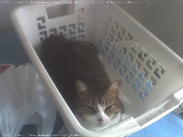 Photo de Chat domestique