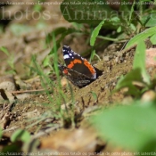 Photo de Papillon