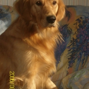 Photo de Golden retriever