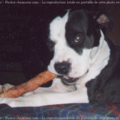 Photo d'American staffordshire terrier