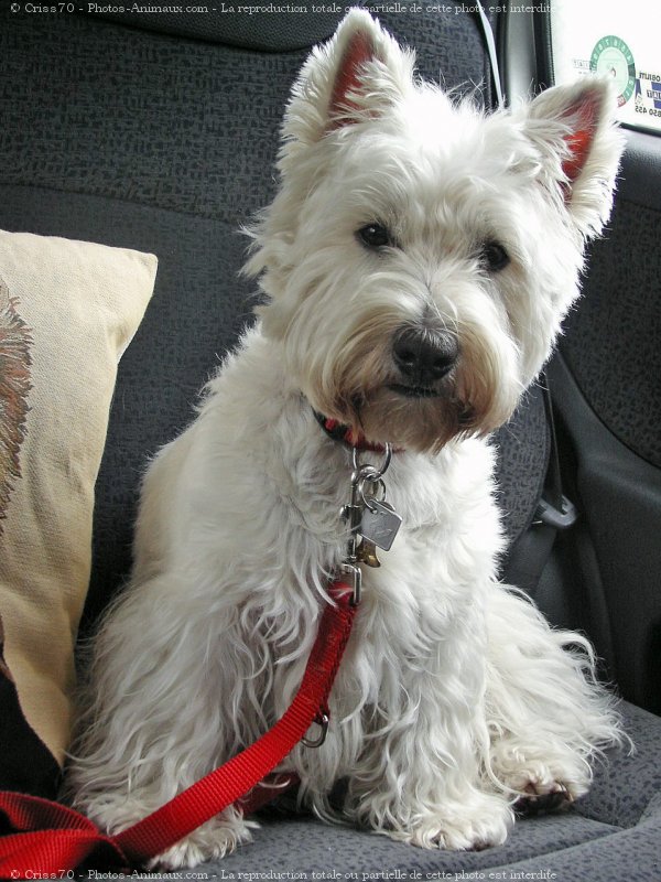 Photo de West highland white terrier