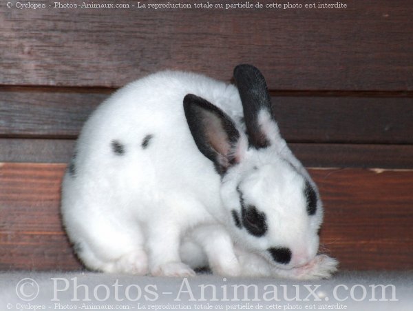 Photo de Lapin