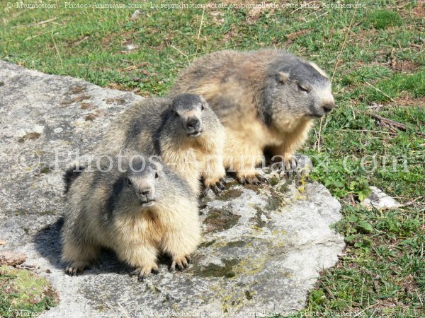 Photo de Marmotte