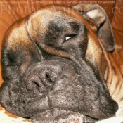 Photo de Boxer