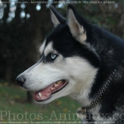 Photo de Husky siberien