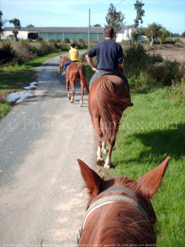 Photo de Trotteur franais