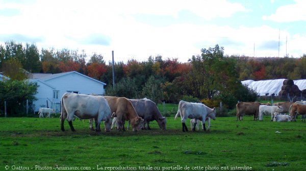 Photo de Vache