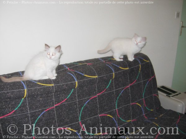 Photo de Ragdoll