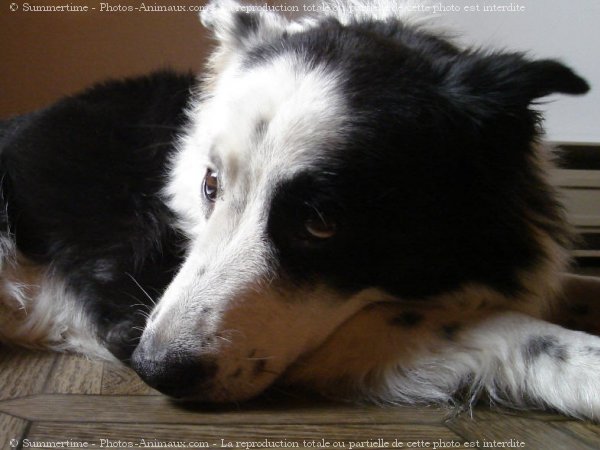 Photo de Border collie