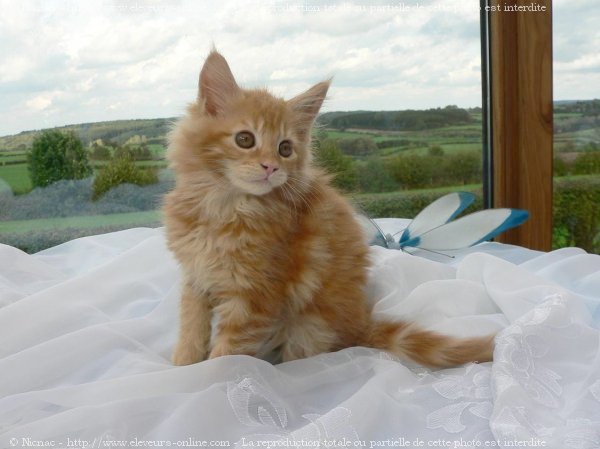 Photo de Maine coon