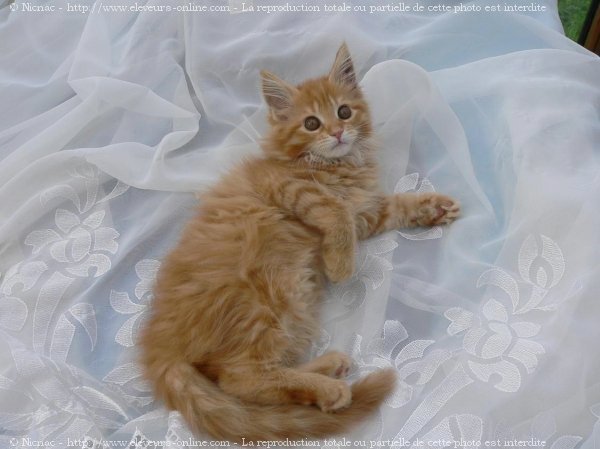 Photo de Maine coon