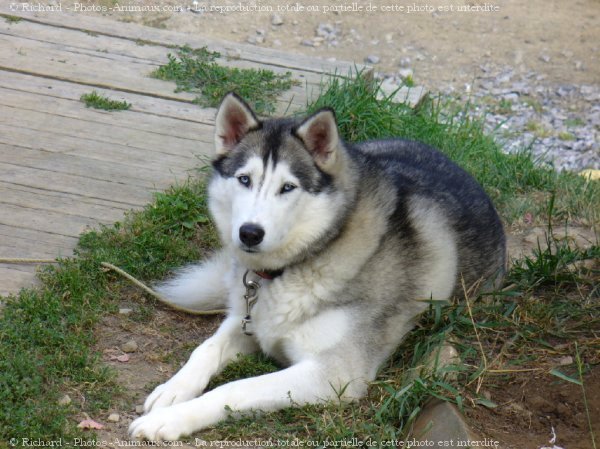 Photo de Husky siberien > Duchesse > N° 379753 sur Photos-Animaux.com