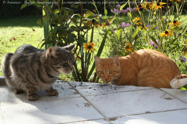 Photo de Chat domestique