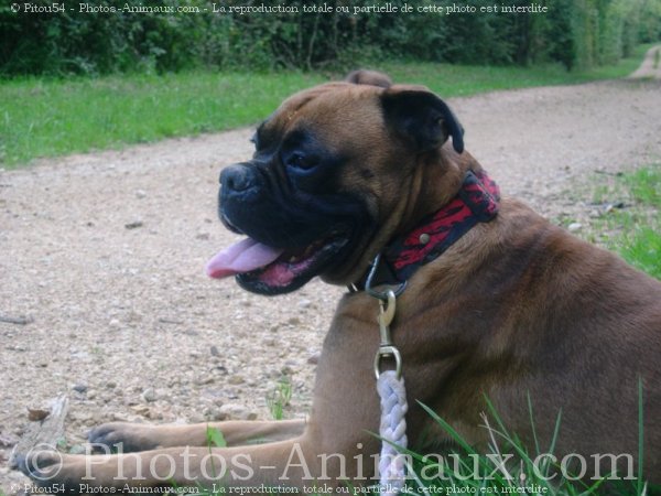 Photo de Boxer